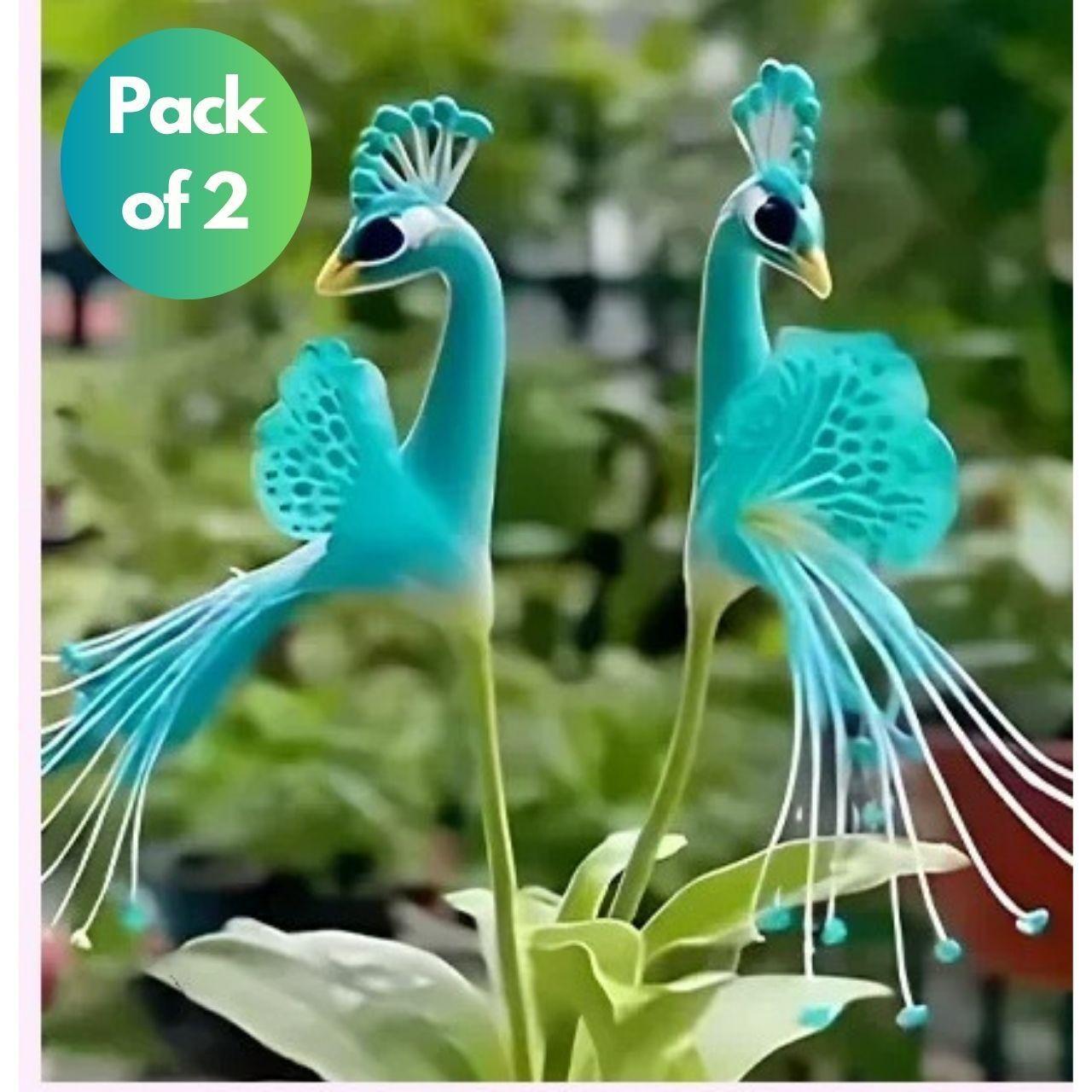 vibrant-peacock-flower-seeds-pack-of-2-d55tpvj0bi0c73bah1hg